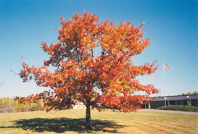 Red Oak (Quercus rubra) at Niemeyer's Landscape Supply