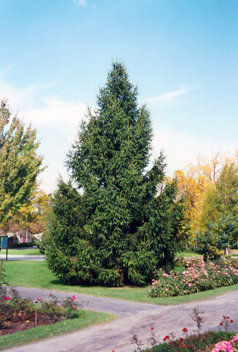 Norway Spruce (Picea abies) at Niemeyer's Landscape Supply