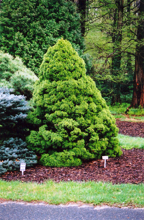 Dwarf Alberta Spruce (Picea glauca 'Conica') at Niemeyer's Landscape Supply