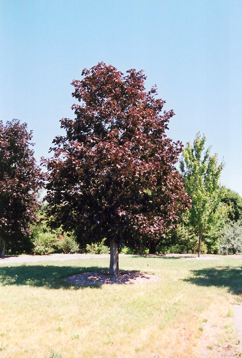 Royal Red Norway Maple (Acer platanoides 'Royal Red') at Niemeyer's Landscape Supply