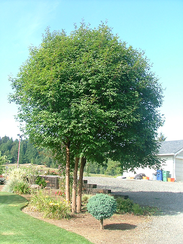 Gingerbread Paperbark Maple (Acer 'Gingerbread (clump)') at Niemeyer's Landscape Supply