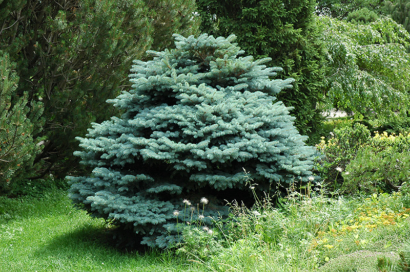 Globe Blue Spruce (Picea pungens 'Globosa') at Niemeyer's Landscape Supply