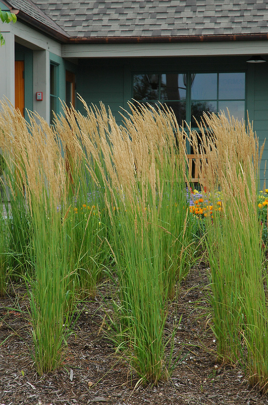 Karl Foerster Reed Grass (Calamagrostis x acutiflora 'Karl Foerster') at Niemeyer's Landscape Supply