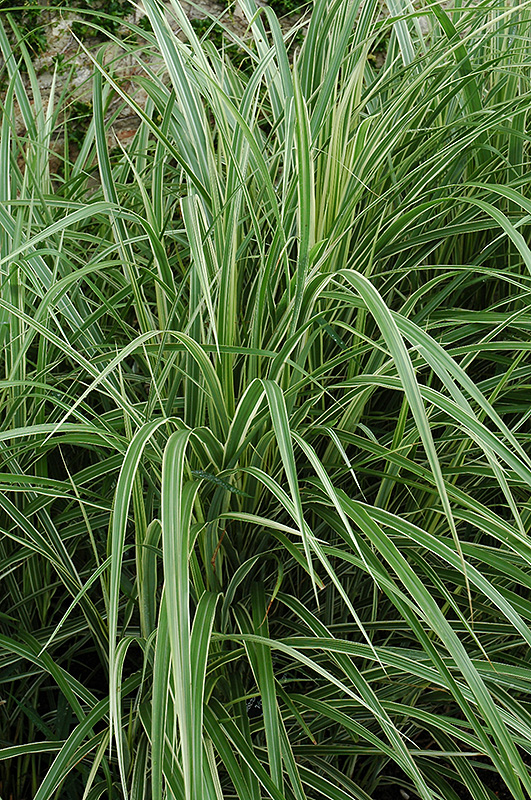Variegated Silver Grass (Miscanthus sinensis 'Variegatus') at Niemeyer's Landscape Supply