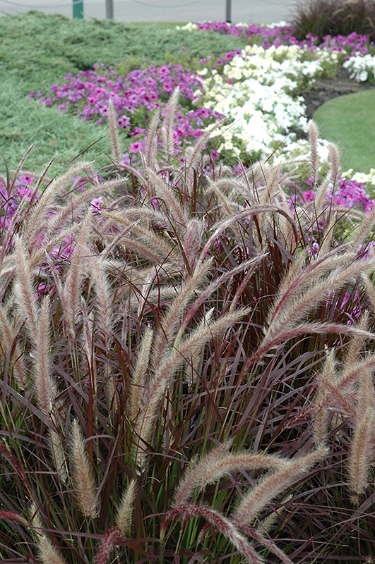 Purple Fountain Grass (Pennisetum setaceum 'Rubrum') at Niemeyer's Landscape Supply