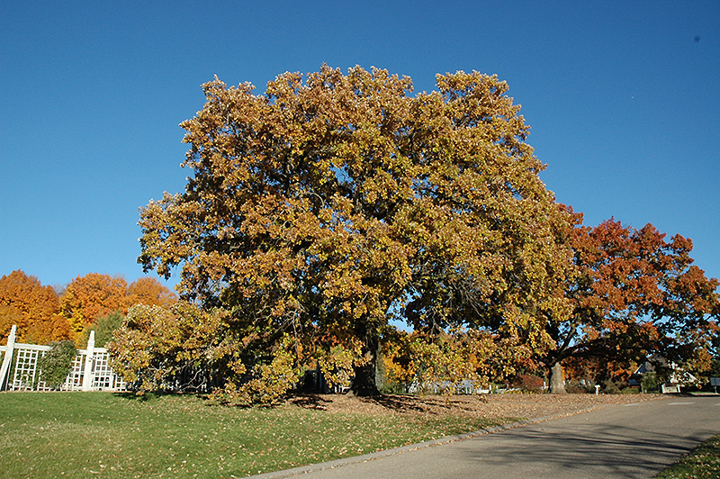 Bur Oak (Quercus macrocarpa) at Niemeyer's Landscape Supply