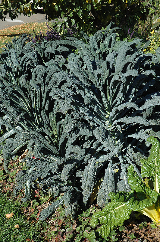 Dinosaur Kale (Brassica oleracea var. sabellica 'Lacinato') at Niemeyer's Landscape Supply