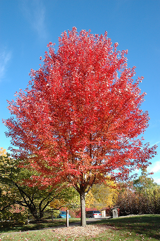 Autumn Blaze Maple (Acer x freemanii 'Jeffersred') at Niemeyer's Landscape Supply