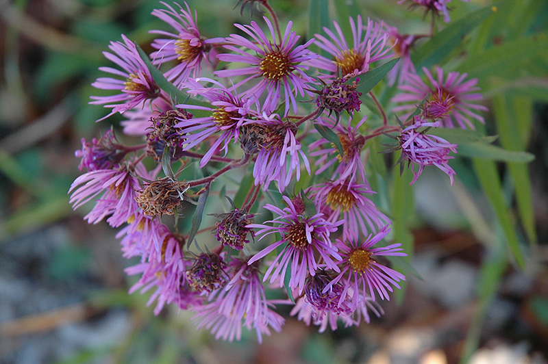New England Aster (Aster novae-angliae) at Niemeyer's Landscape Supply