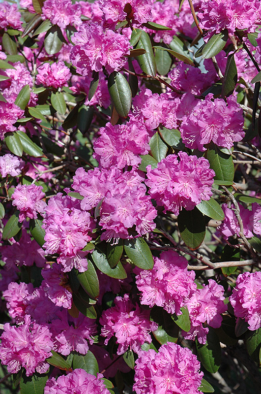 P.J.M. Rhododendron (Rhododendron 'P.J.M.') at Niemeyer's Landscape Supply
