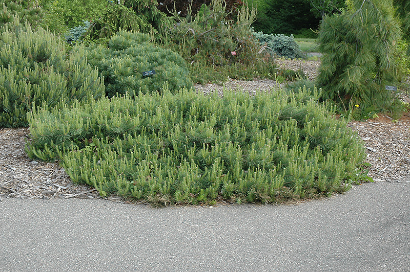 Hillside Creeper Scotch Pine (Pinus sylvestris 'Hillside Creeper') at Niemeyer's Landscape Supply