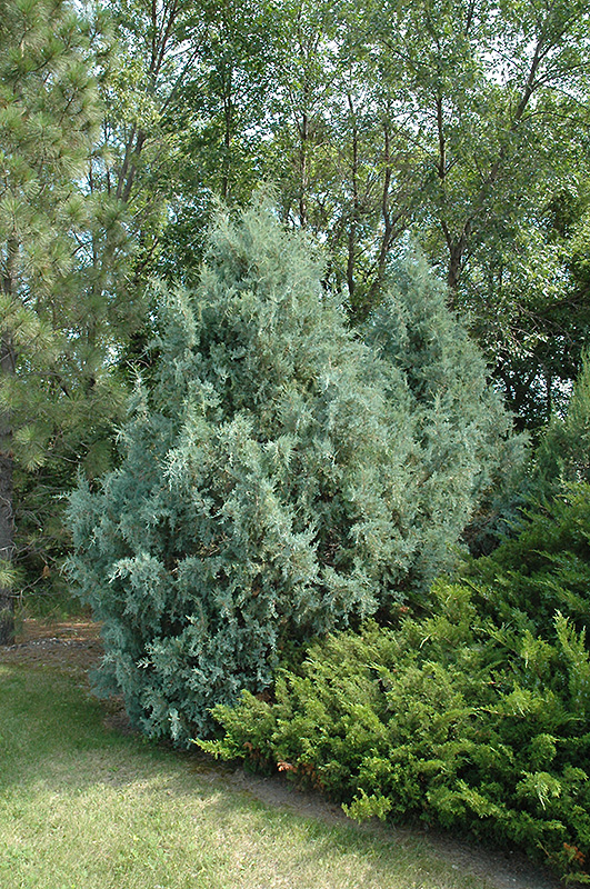 Wichita Blue Juniper (Juniperus scopulorum 'Wichita Blue') at Niemeyer's Landscape Supply
