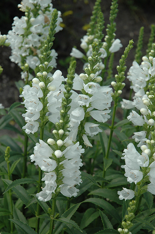 Miss Manners Obedient Plant (Physostegia virginiana 'Miss Manners') at Niemeyer's Landscape Supply