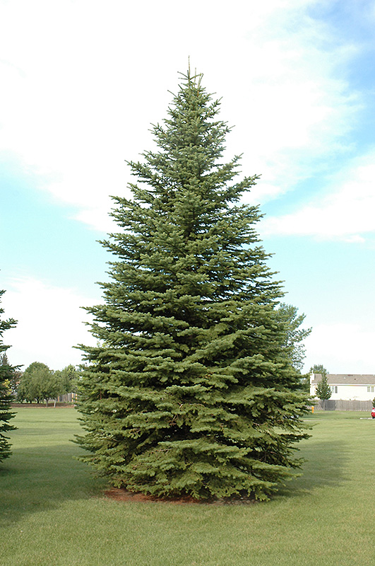 Colorado Spruce (Picea pungens) at Niemeyer's Landscape Supply