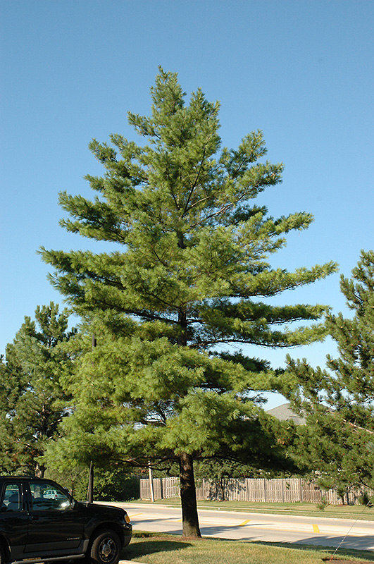 White Pine (Pinus strobus) at Niemeyer's Landscape Supply