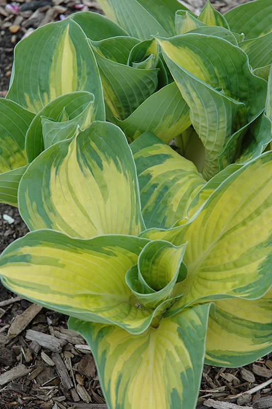 Great Expectations Hosta (Hosta 'Great Expectations') at Niemeyer's Landscape Supply