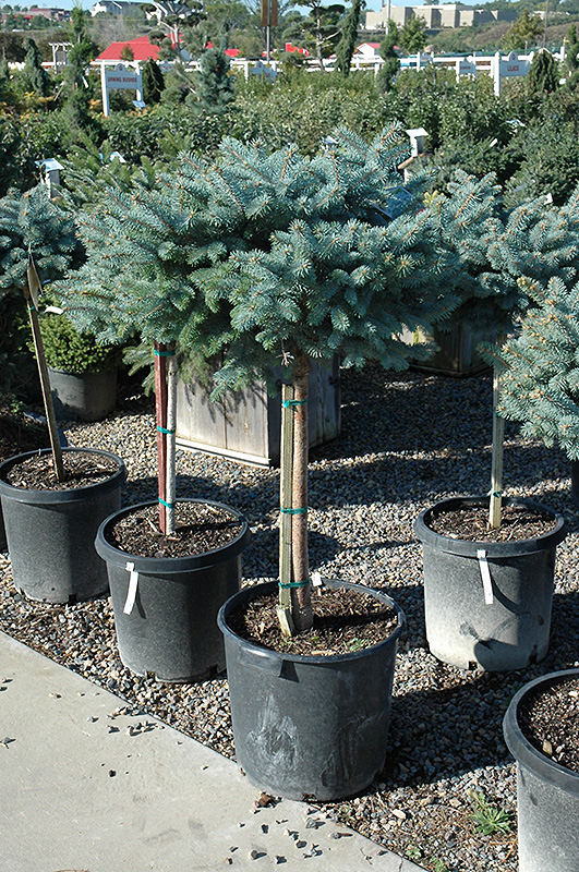 Globe Blue Spruce (tree form) (Picea pungens 'Globosa (tree form)') at Niemeyer's Landscape Supply