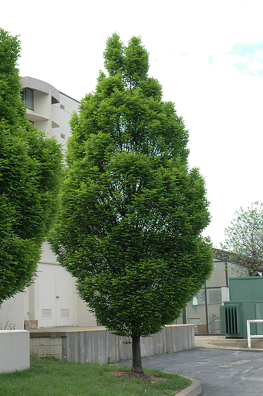 Pyramidal European Hornbeam (Carpinus betulus 'Fastigiata') at Niemeyer's Landscape Supply