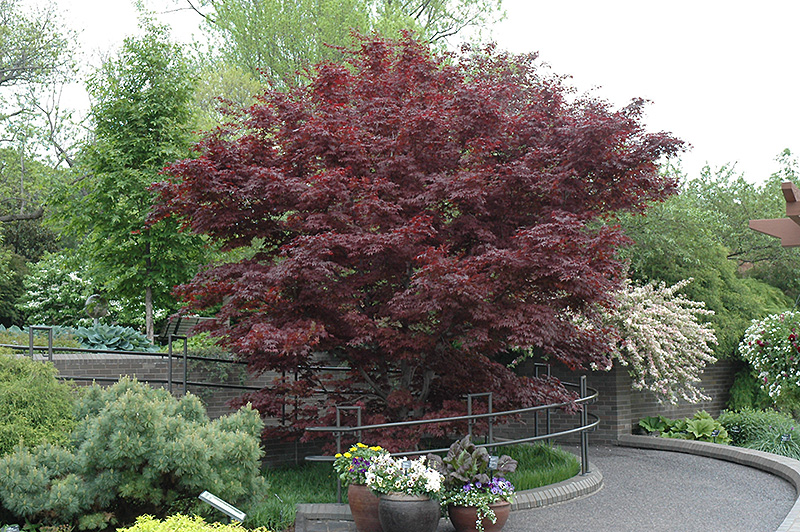 Bloodgood Japanese Maple (Acer palmatum 'Bloodgood') at Niemeyer's Landscape Supply