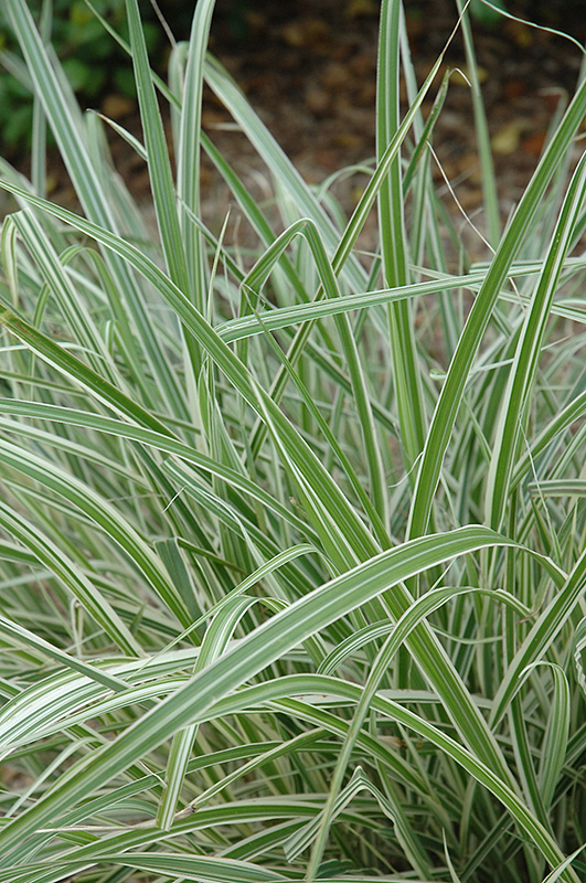 Rigoletto Maiden Grass (Miscanthus sinensis 'Rigoletto') at Niemeyer's Landscape Supply