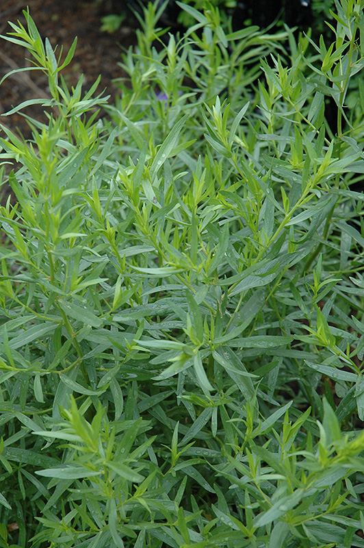 French Tarragon (Artemisia dracunculus 'Sativa') at Niemeyer's Landscape Supply
