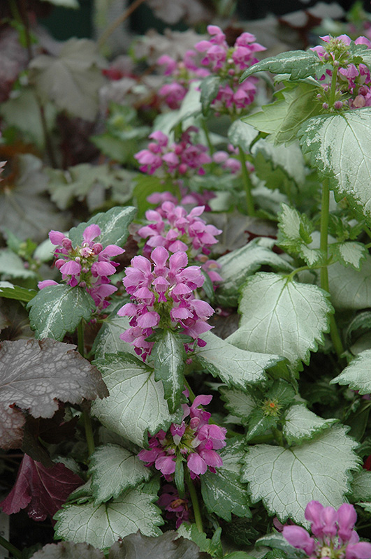 Ghost Spotted Dead Nettle (Lamium maculatum 'Ghost') at Niemeyer's Landscape Supply