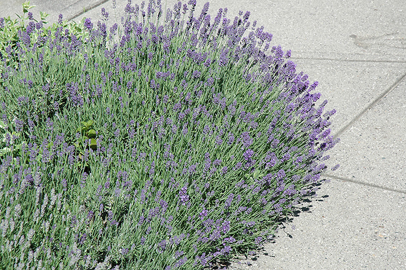Munstead Lavender (Lavandula angustifolia 'Munstead') at Niemeyer's Landscape Supply
