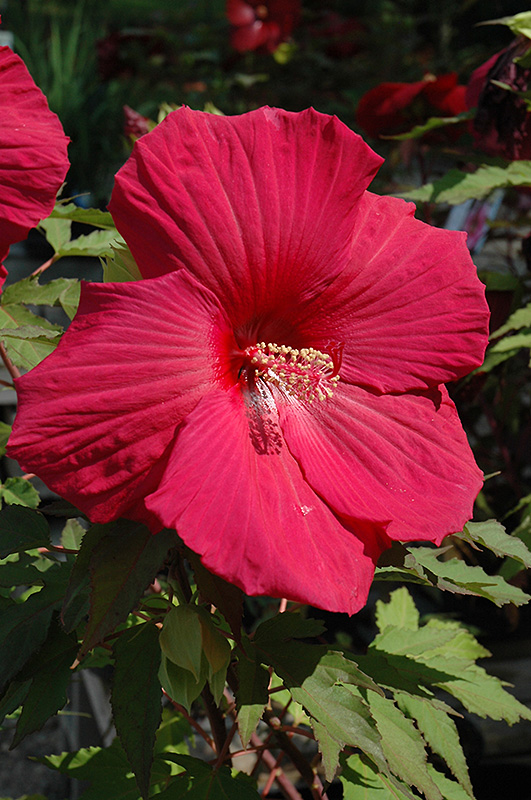 Sultry Kiss Hibiscus (Hibiscus 'Sultry Kiss') at Niemeyer's Landscape Supply