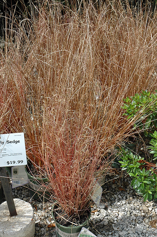 Leatherleaf Sedge (Carex buchananii) at Niemeyer's Landscape Supply