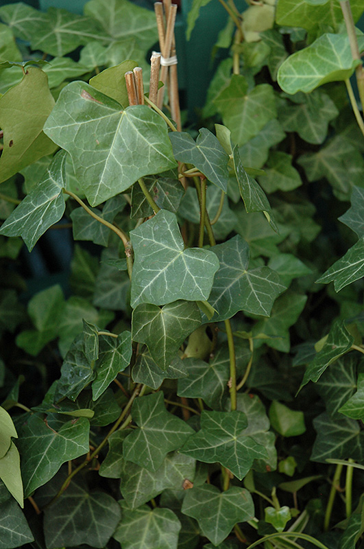 Thorndale Ivy (Hedera helix 'Thorndale') at Niemeyer's Landscape Supply