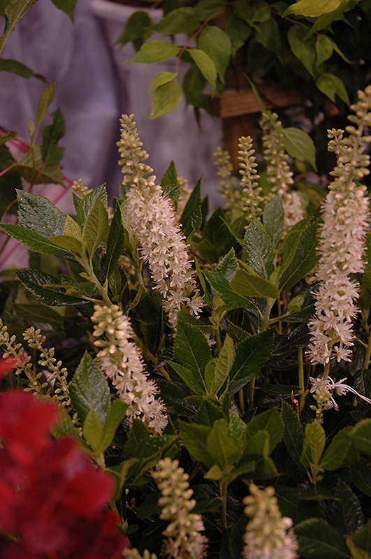 Sixteen Candles Summersweet (Clethra alnifolia 'Sixteen Candles') at Niemeyer's Landscape Supply