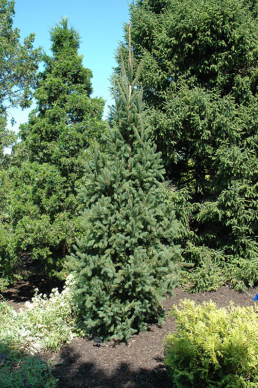Columnar Norway Spruce (Picea abies 'Cupressina') at Niemeyer's Landscape Supply
