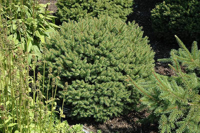 Hildburghausen Norway Spruce (Picea abies 'Hildburghausen') at Niemeyer's Landscape Supply
