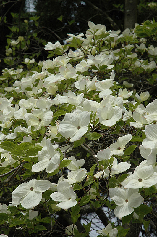 Eddie's White Wonder Flowering Dogwood (Cornus 'Eddie's White Wonder') at Niemeyer's Landscape Supply