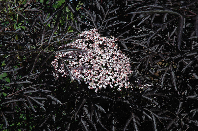 Black Lace Elder (Sambucus nigra 'Eva') at Niemeyer's Landscape Supply