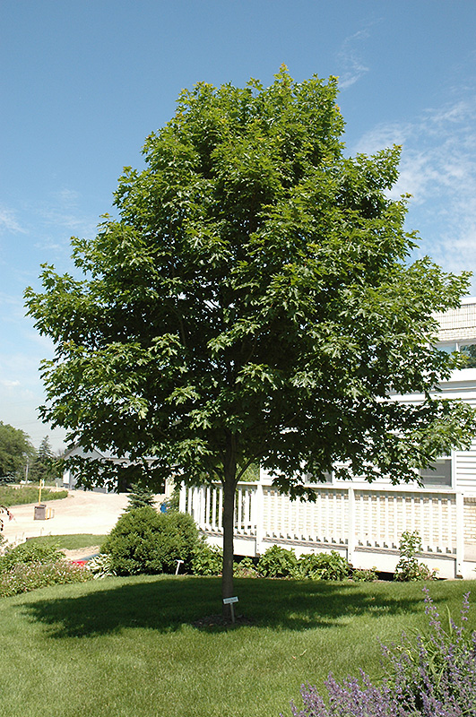 Fall Fiesta Sugar Maple (Acer saccharum 'Bailsta') at Niemeyer's Landscape Supply
