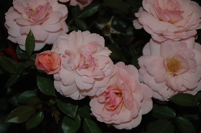 Calypso Rose (Rosa 'BAIypso') at Niemeyer's Landscape Supply