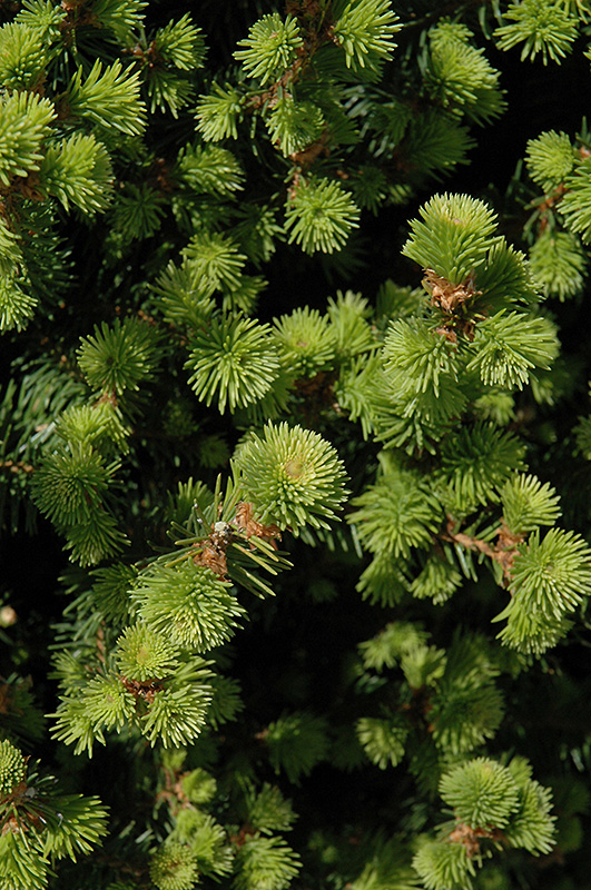 Sherwood Compact Norway Spruce Picea, Sherwood Landscape Supply