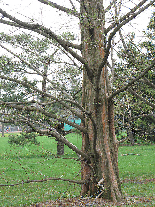 Dawn Redwood (Metasequoia glyptostroboides) at Niemeyer's Landscape Supply