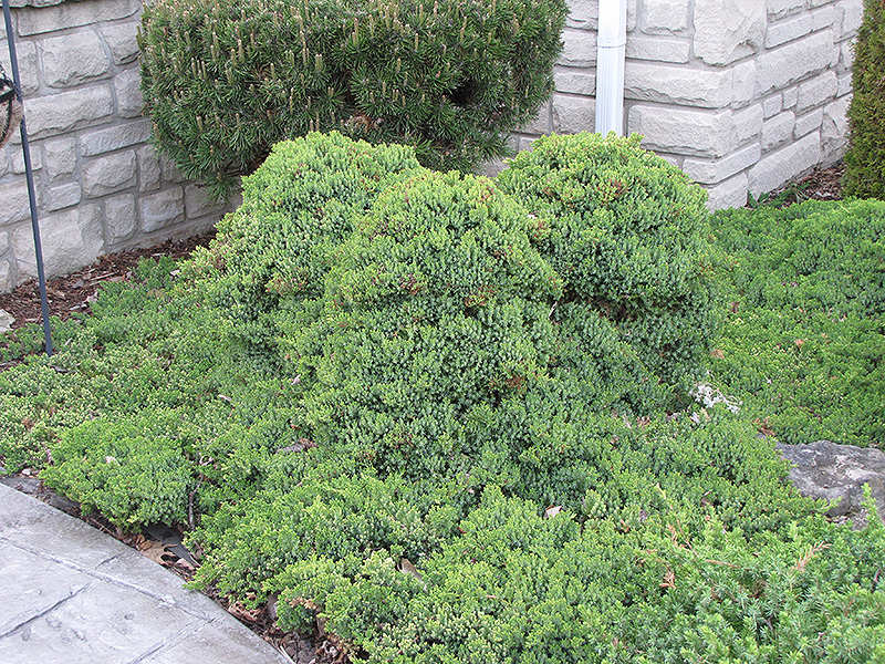 Dwarf Japgarden Juniper (Juniperus procumbens 'Nana') at Niemeyer's Landscape Supply