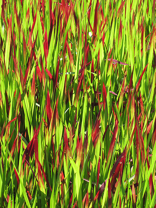 Red Baron Japanese Blood Grass (Imperata cylindrica 'Red Baron') at Niemeyer's Landscape Supply