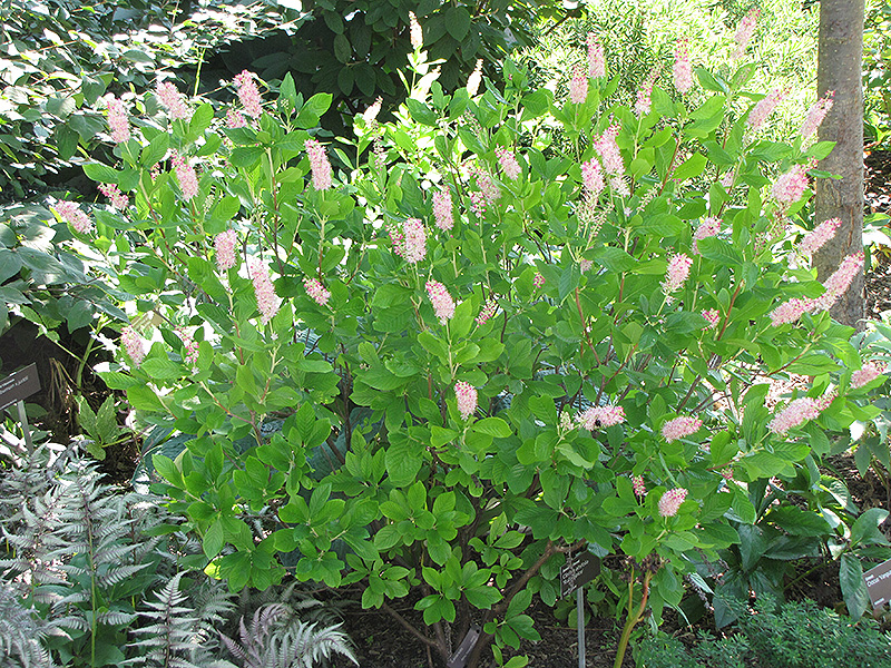 Ruby Spice Summersweet (Clethra alnifolia 'Ruby Spice') at Niemeyer's Landscape Supply