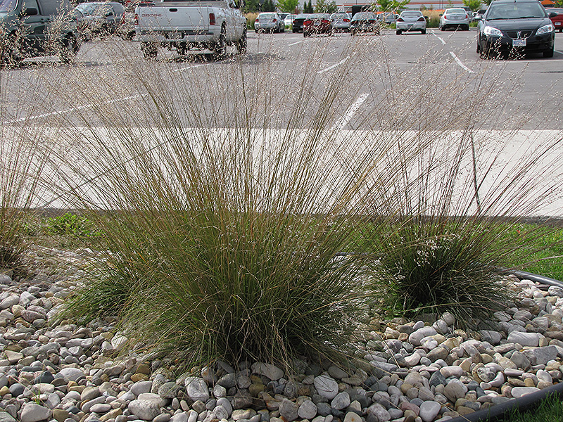 Prairie Dropseed (Sporobolus heterolepis) at Niemeyer's Landscape Supply