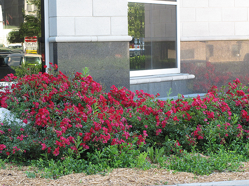 Flower Carpet Red Rose (Rosa 'Flower Carpet Red') at Niemeyer's Landscape Supply