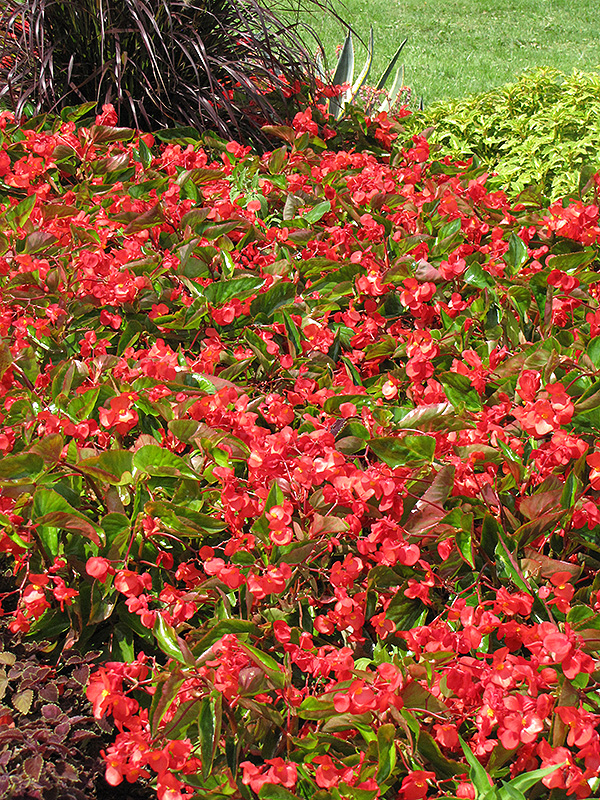 Dragon Wing Red Begonia (Begonia 'Dragon Wing Red') at Niemeyer's Landscape Supply