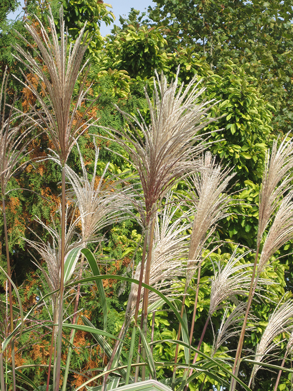 Variegated Silver Grass (Miscanthus sinensis 'Variegatus') at Niemeyer's Landscape Supply
