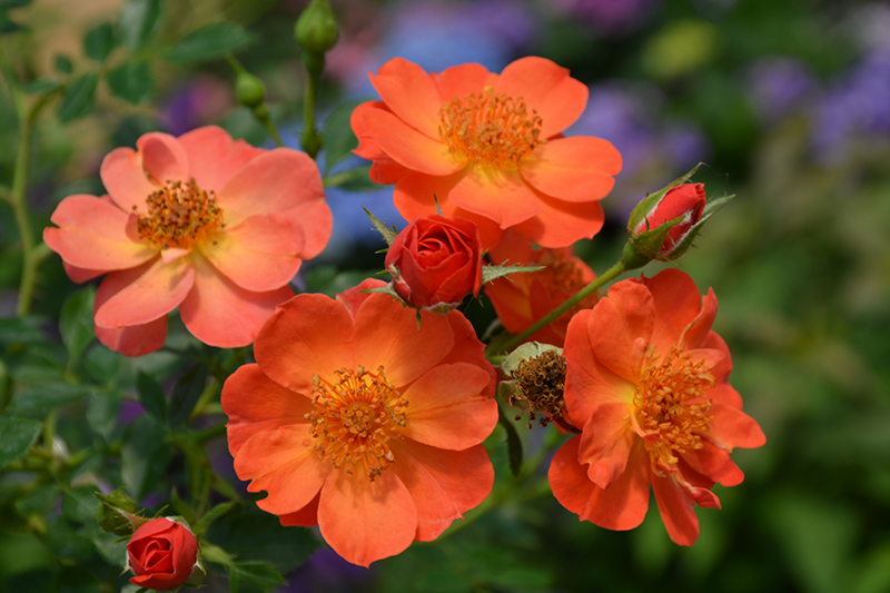 Oso Easy Paprika Rose (Rosa 'ChewMayTime') at Niemeyer's Landscape Supply