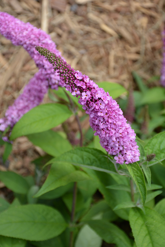 Lo & Behold Pink Micro Chip Butterfly Bush (Buddleia 'Pink Micro Chip') at Niemeyer's Landscape Supply