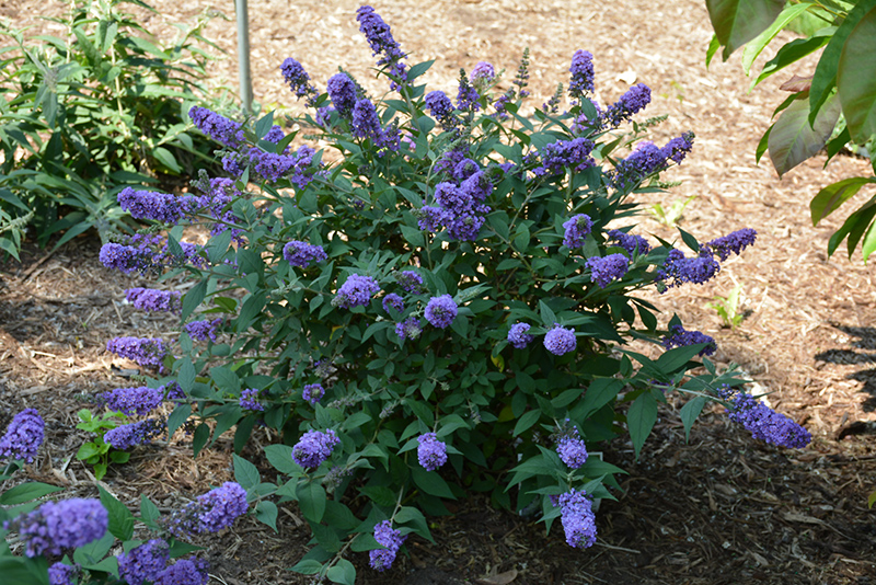 Lo & Behold Blue Chip Butterfly Bush (Buddleia 'Blue Chip') at Niemeyer's Landscape Supply