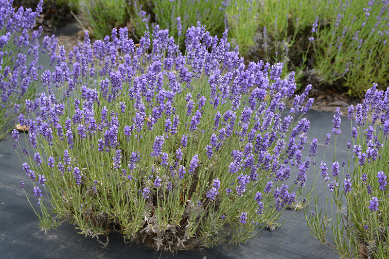 Hidcote Lavender (Lavandula angustifolia 'Hidcote') at Niemeyer's Landscape Supply